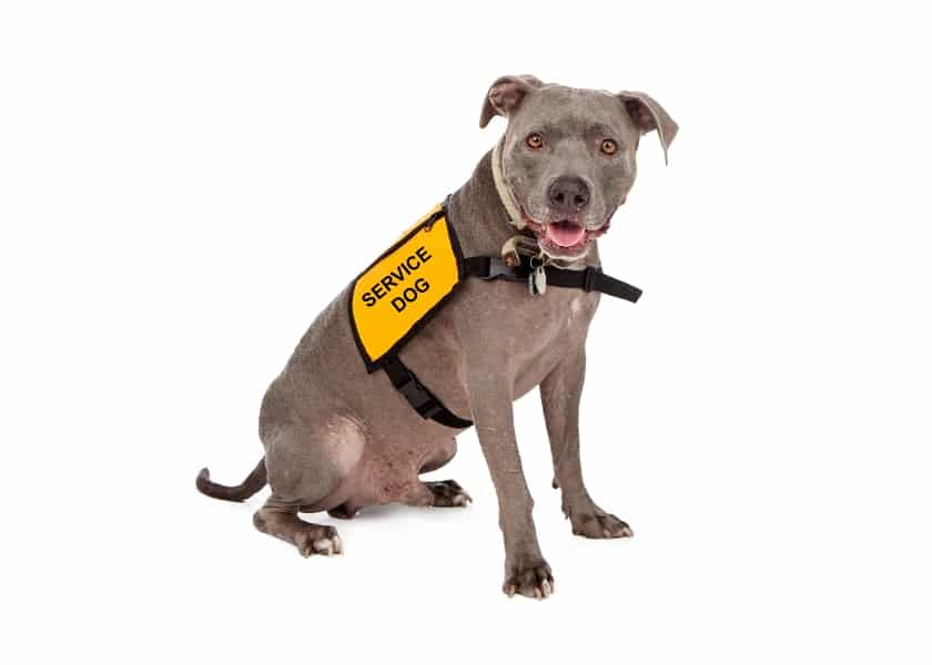 可爱的狗狗穿着印有“服务犬”字样的黄色背心。