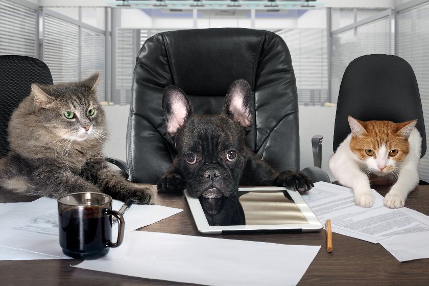 猫和狗在办公室。