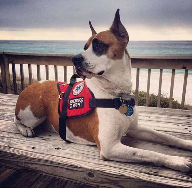 Dog wearing a red working dog harness.